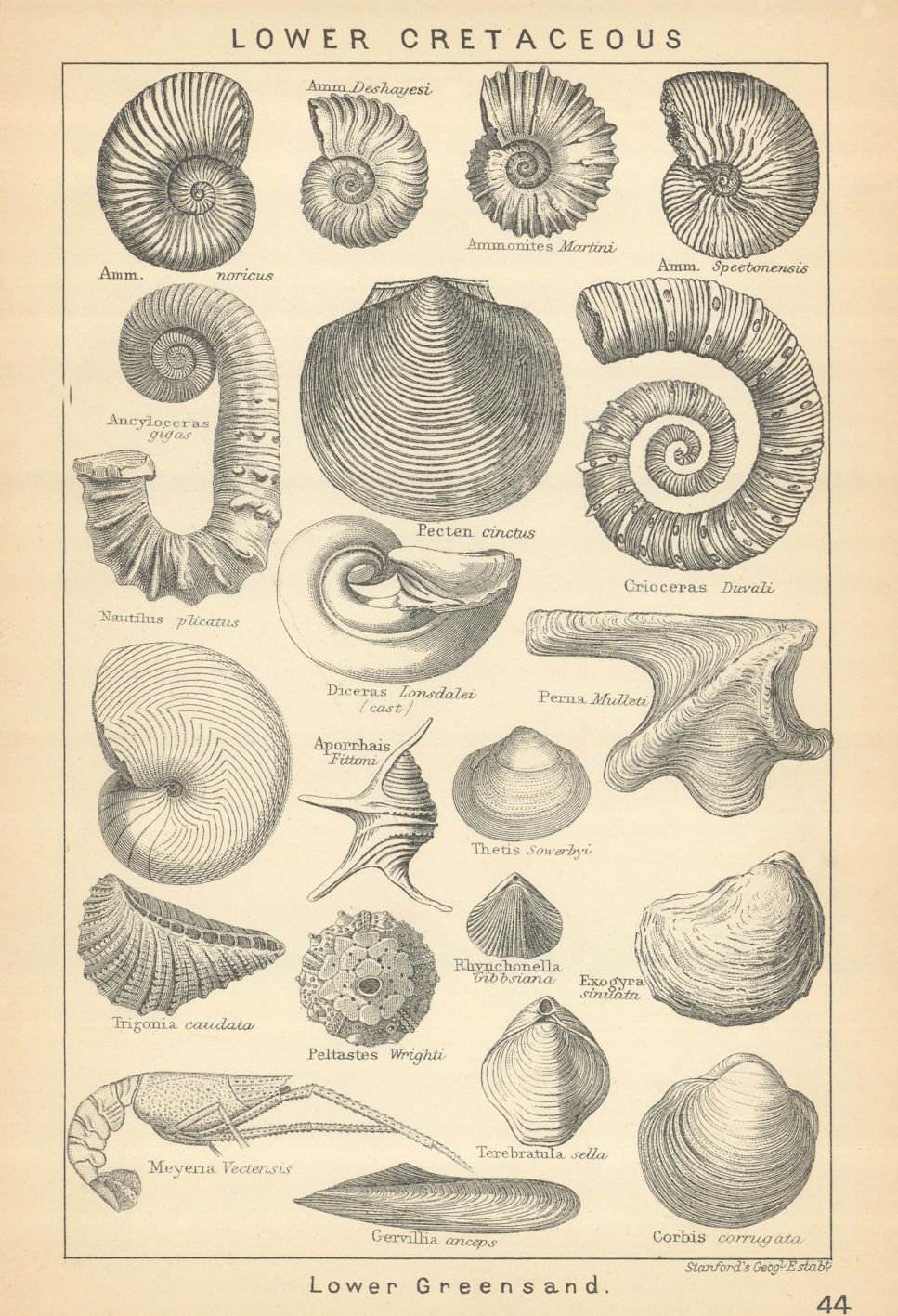 Associate Product BRITISH FOSSILS. Lower Cretaceous - Lower Greensand. STANFORD 1904 old print