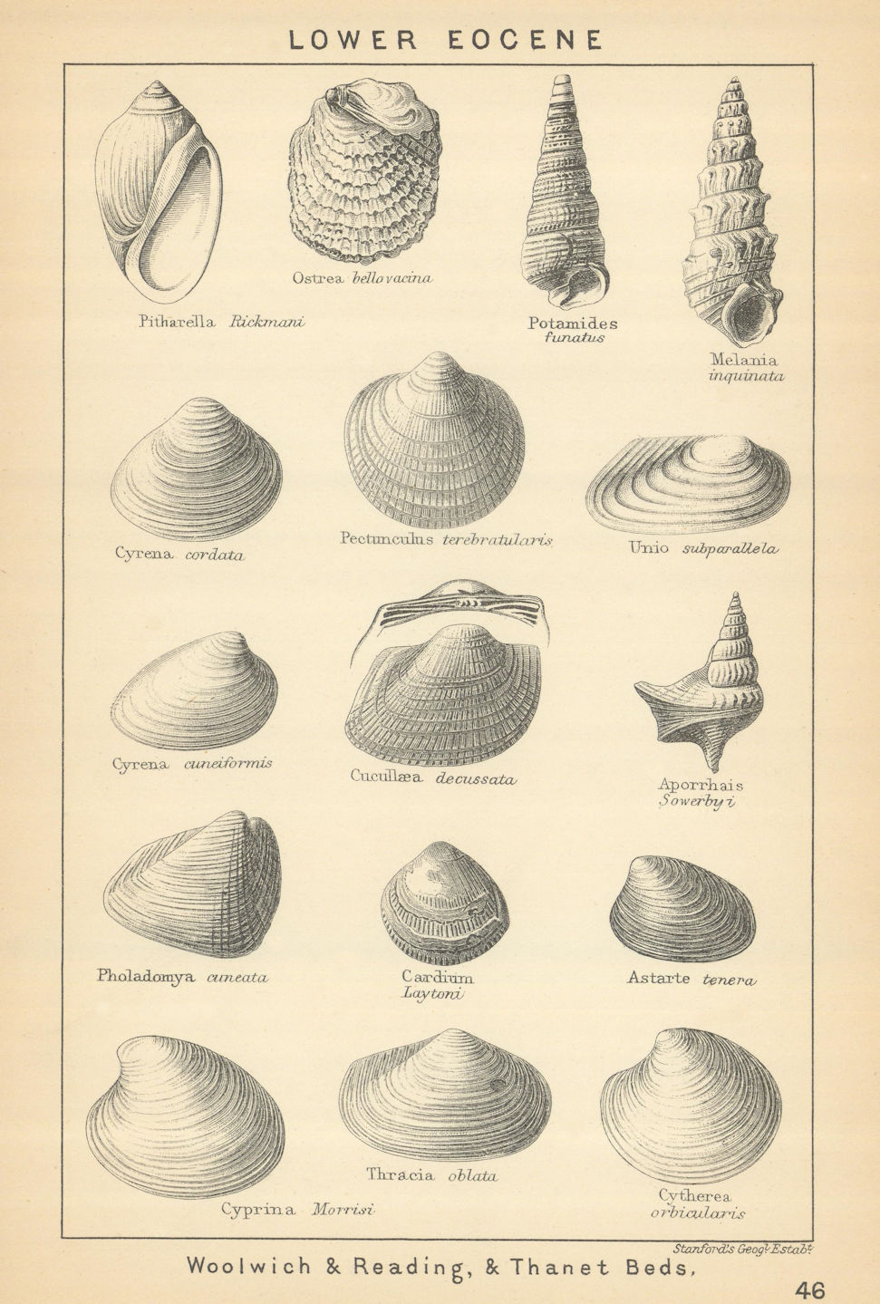 BRITISH FOSSILS. Lower Eocene - Woolwich & Reading, & Thanet Beds. STANFORD 1904
