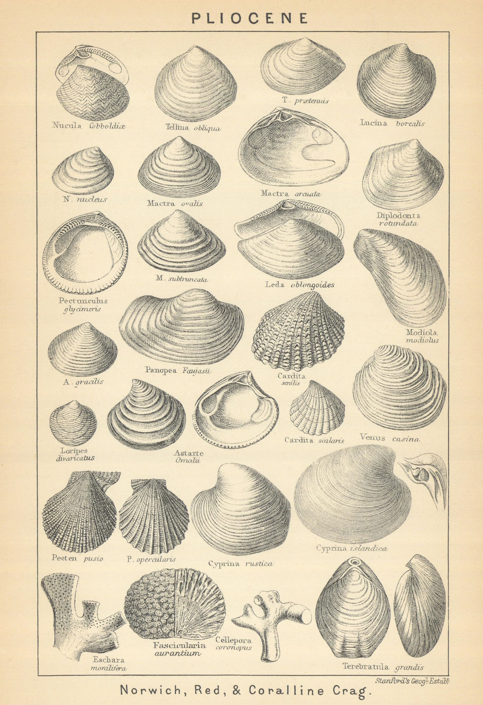 Associate Product BRITISH FOSSILS. Pliocene - Norwich, Red, & Coralline Crag. STANFORD 1904