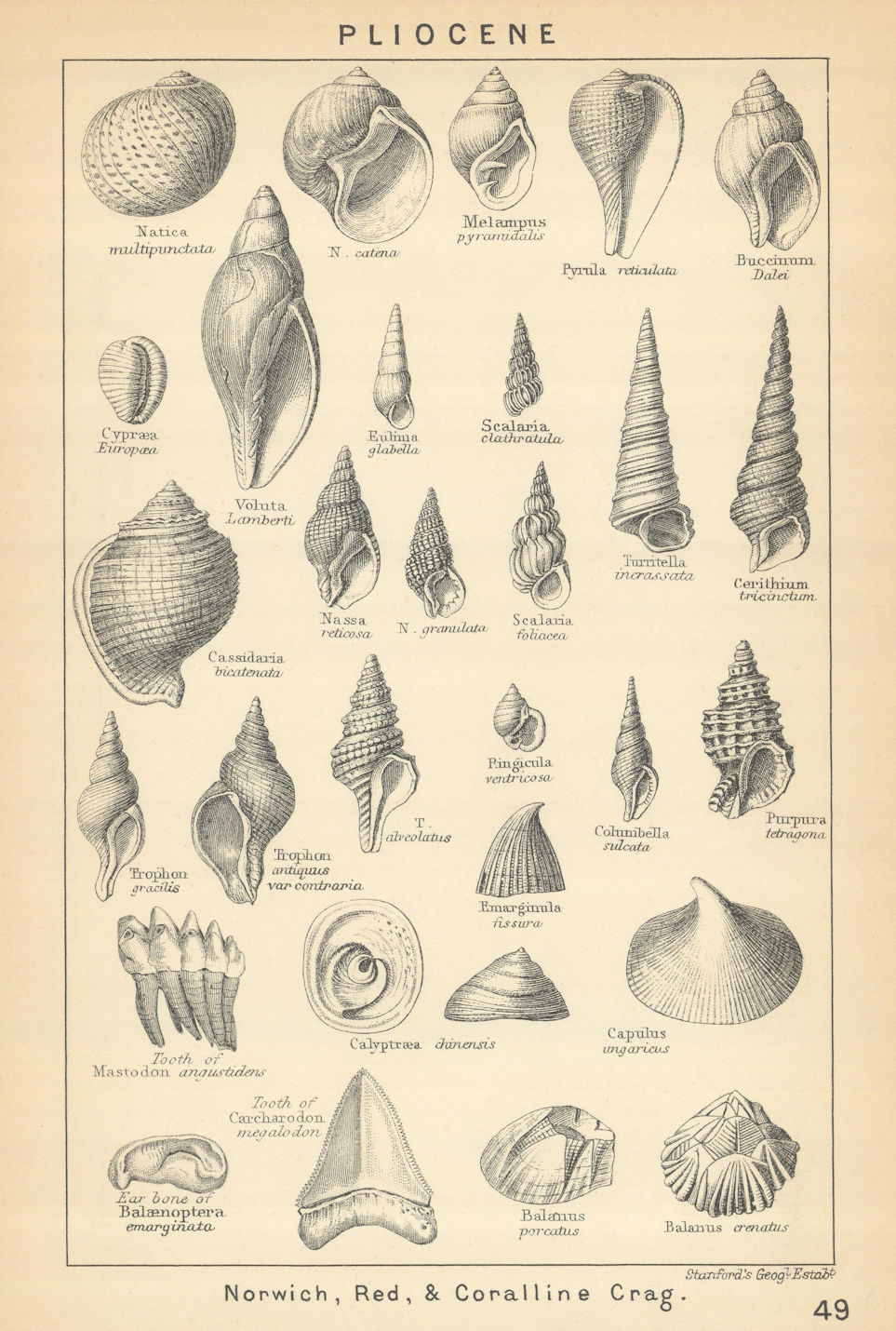 Associate Product BRITISH FOSSILS. Pliocene - Norwich, Red, & Coralline Crag (2). STANFORD 1904
