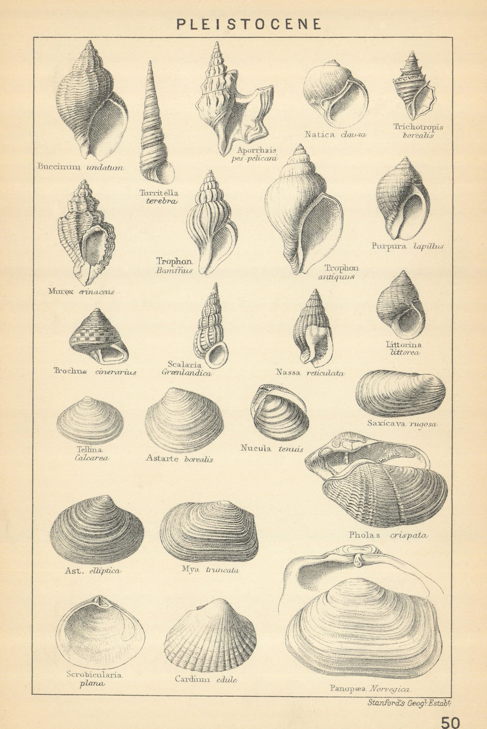 BRITISH FOSSILS. Pleistocene - Land, Freshwater & Marine Deposits. STANFORD 1904