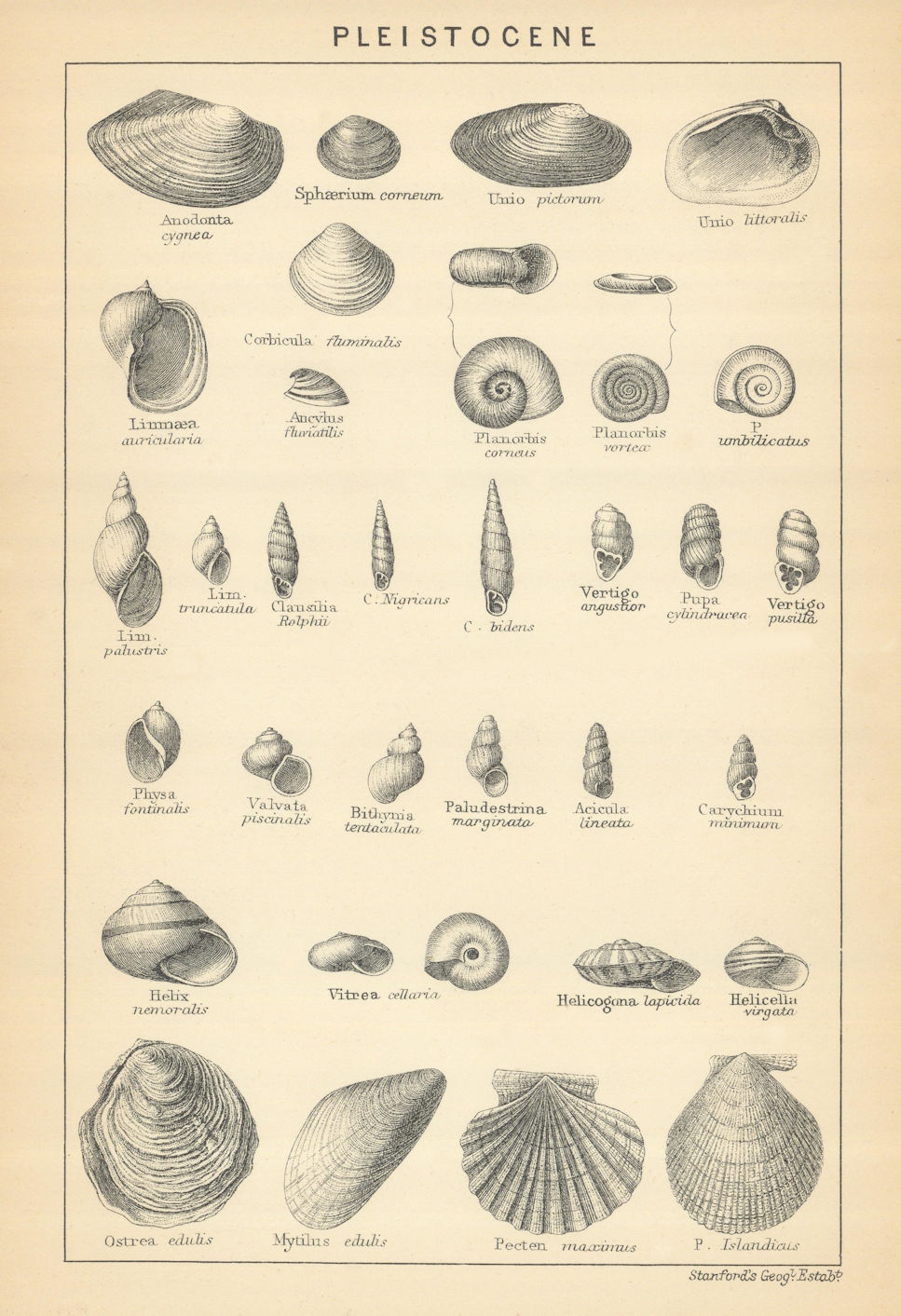 BRITISH FOSSILS. Pleistocene - Marine Deposits. STANFORD 1904 old print