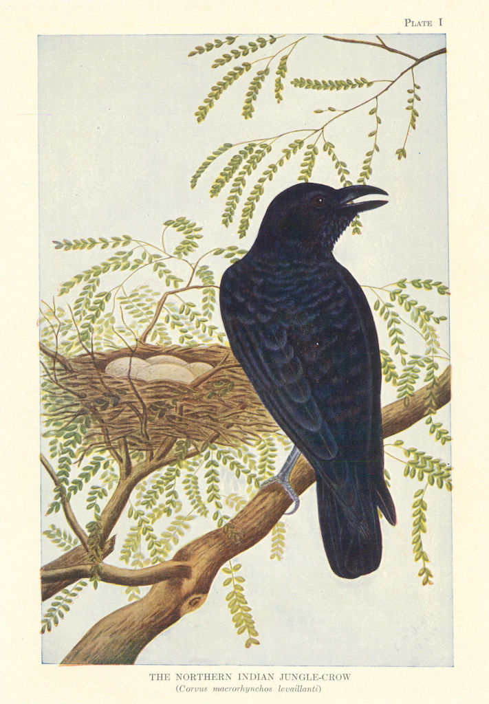 Northern Indian Jungle-Crow (Corvus macrorhynchos levaillanti) Indian Birds 1936