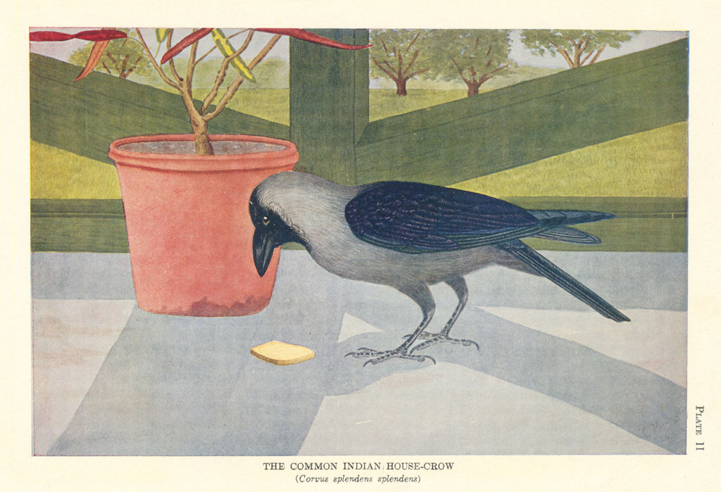 Common Indian House-Crow (Corvus splendens splendens). Indian Birds 1936 print