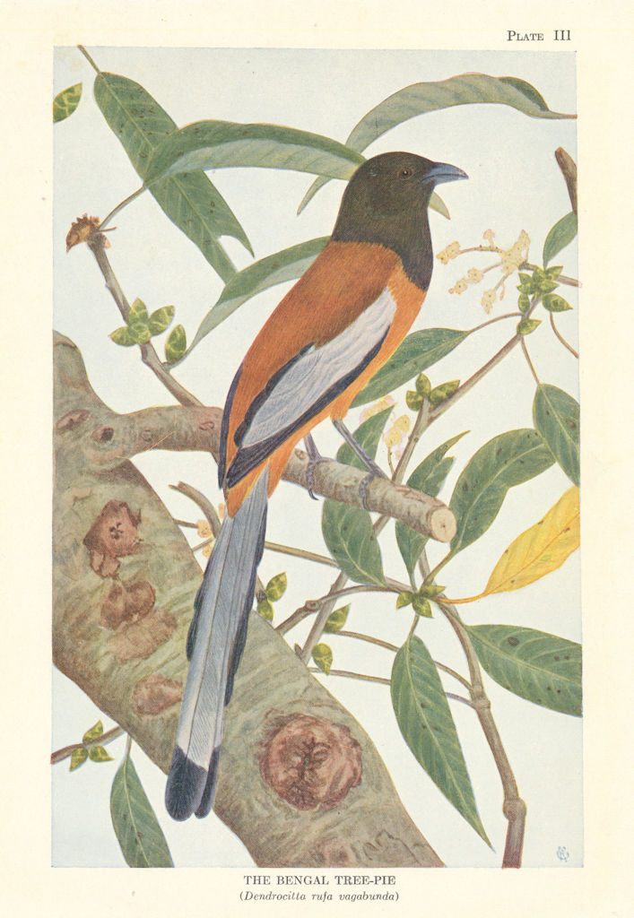 Bengal Tree-Pie (Dendrocitta rufa vagabunda). Indian Birds 1936 old print