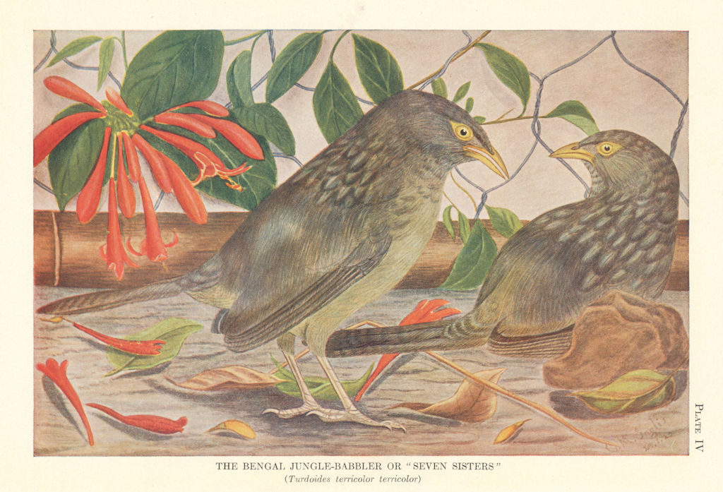 Bengal Jungle-Babbler or Seven Sisters (Turdoides terricolor). Indian Birds 1936