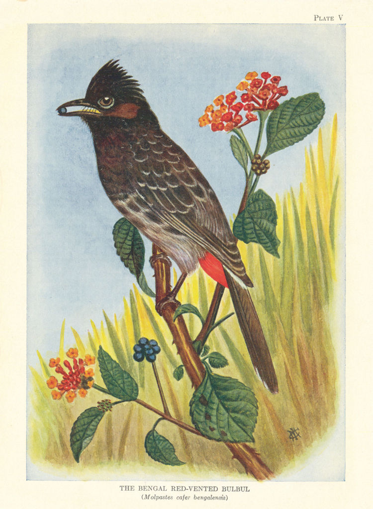 Bengal Red-Vented Bulbul (Molpastes cafer bengalensis). Indian Birds 1936