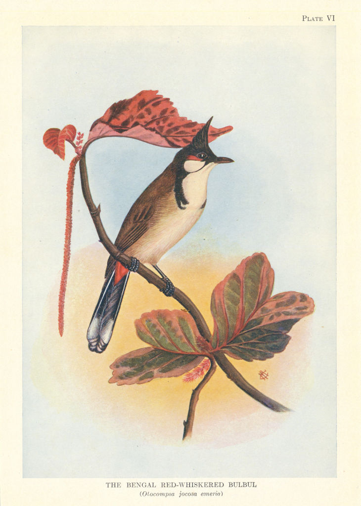 Bengal Red-Whiskered Bulbul (Otocompsa jocosa emeria). Indian Birds 1936 print