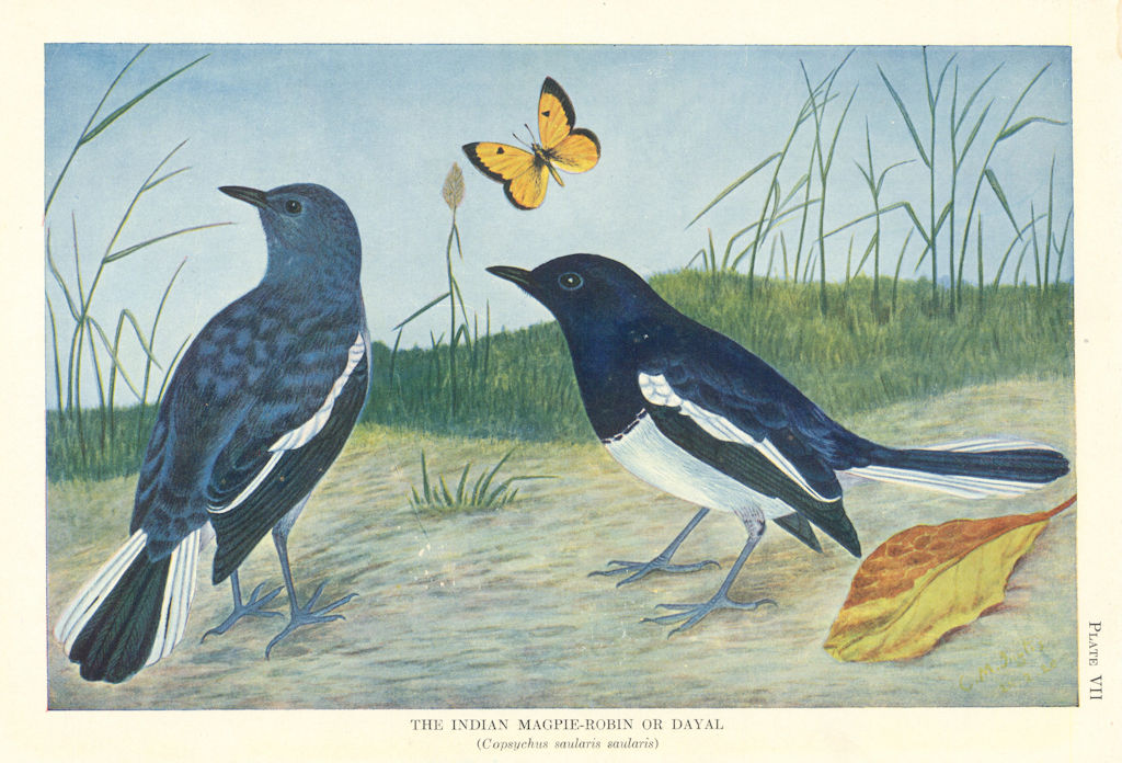 Indian Magpie-Robin or Dayal (Copsychus saularis saularis). Indian Birds 1936