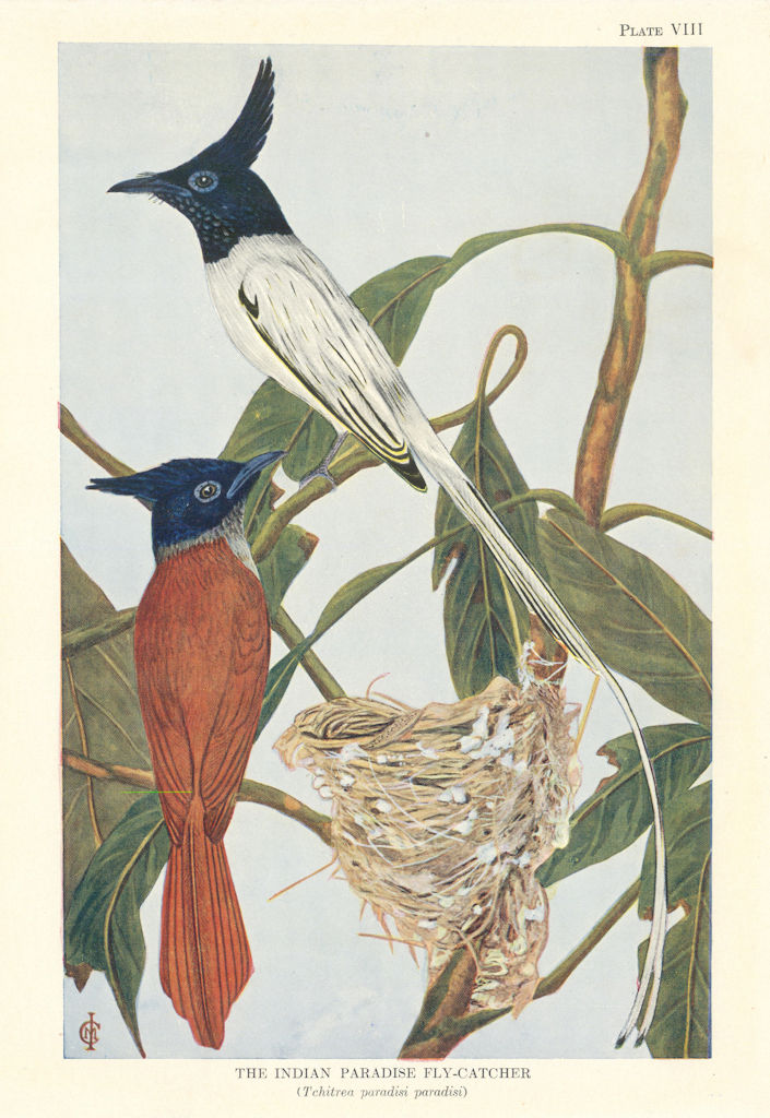 Indian Paradise fly-catcher (Tchitrea paradisi paradisi). Indian Birds 1936