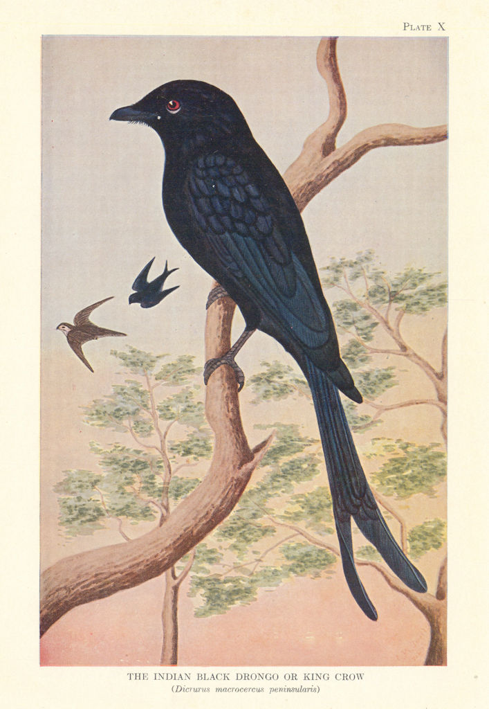 Indian Black Drongo or King Crow (Dicrurus macrocercus peninsularis). Birds 1936