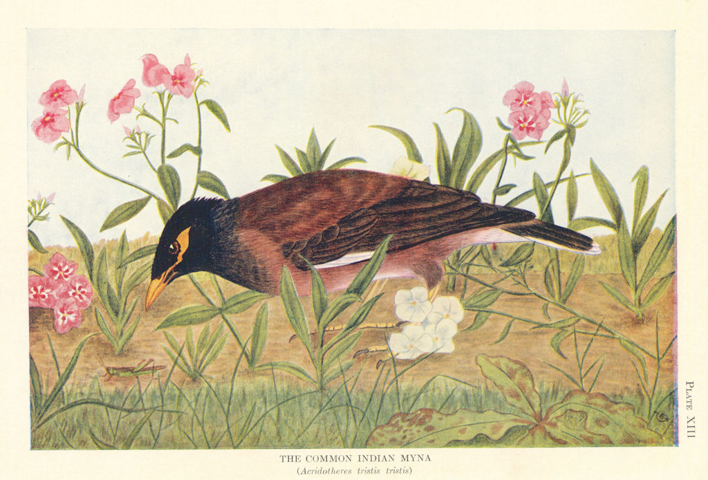 Common Indian Myna (Acridotheres tristis tristis). Indian Birds 1936 old print