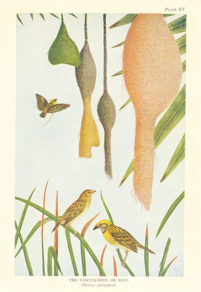 Weaver-Bird or Baya (Ploceus philippinus). Indian Birds 1936 old vintage print