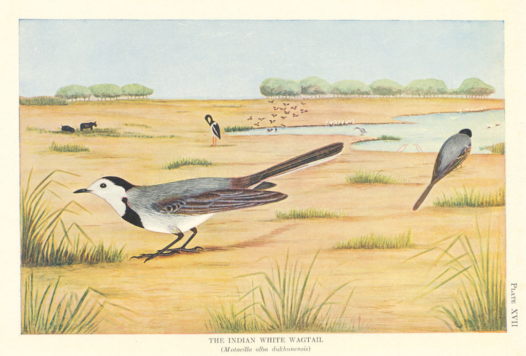 Indian White Wagtail (Motacilla alba dukhunensis). Indian Birds 1936 old print