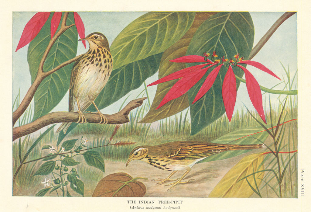 Indian Tree-Pipit (Anthus hodgsoni hodgsoni). Indian Birds 1936 old print