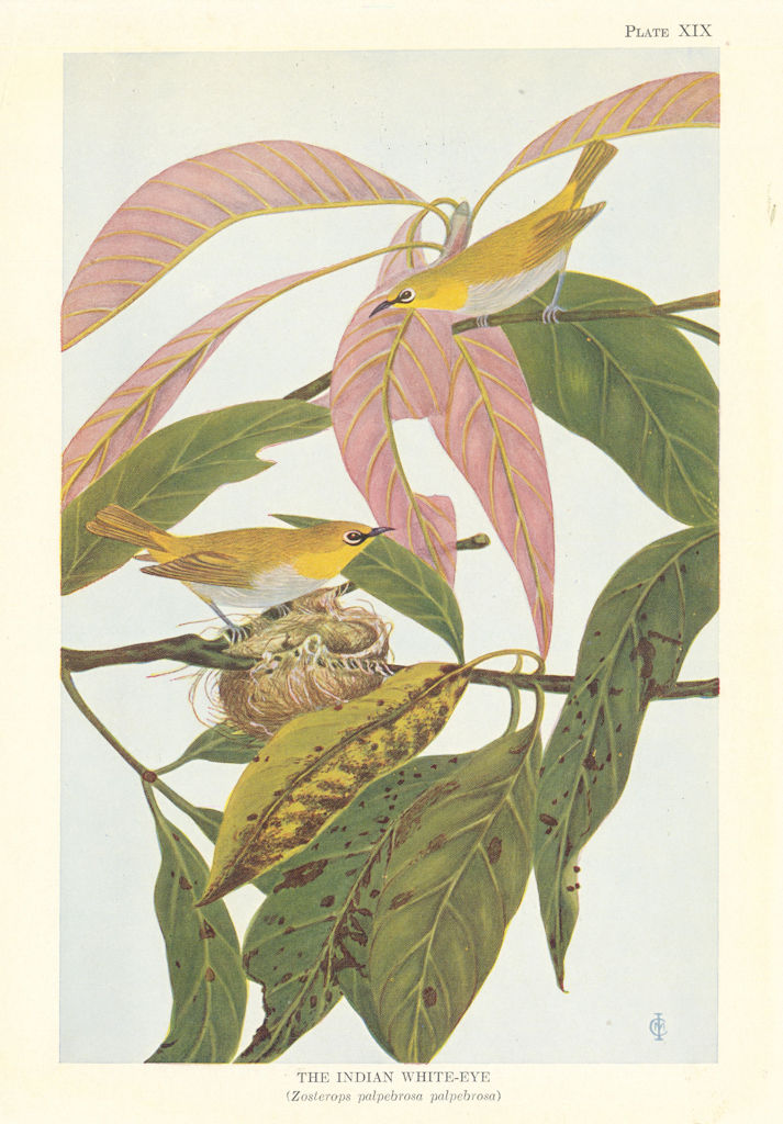 Indian White-Eye (Zosterops palpebrosa palpebrosa). Indian Birds 1936 print