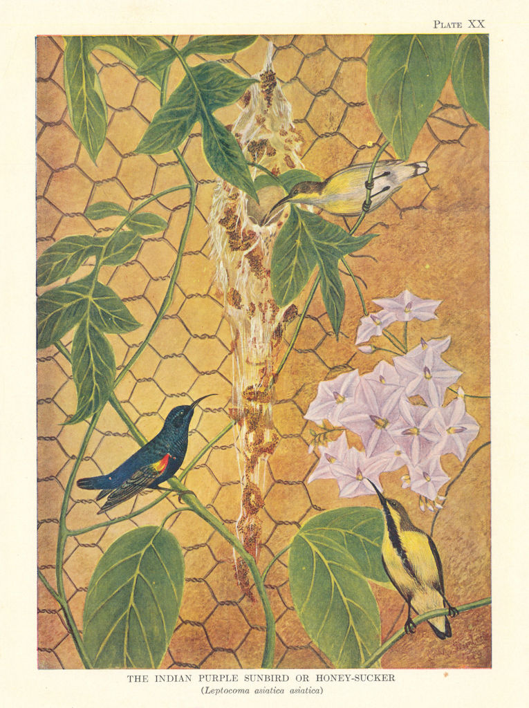 Indian Purple Sun-Bird or Honey-Sucker (Leptocoma asiatica asiatica) 1936