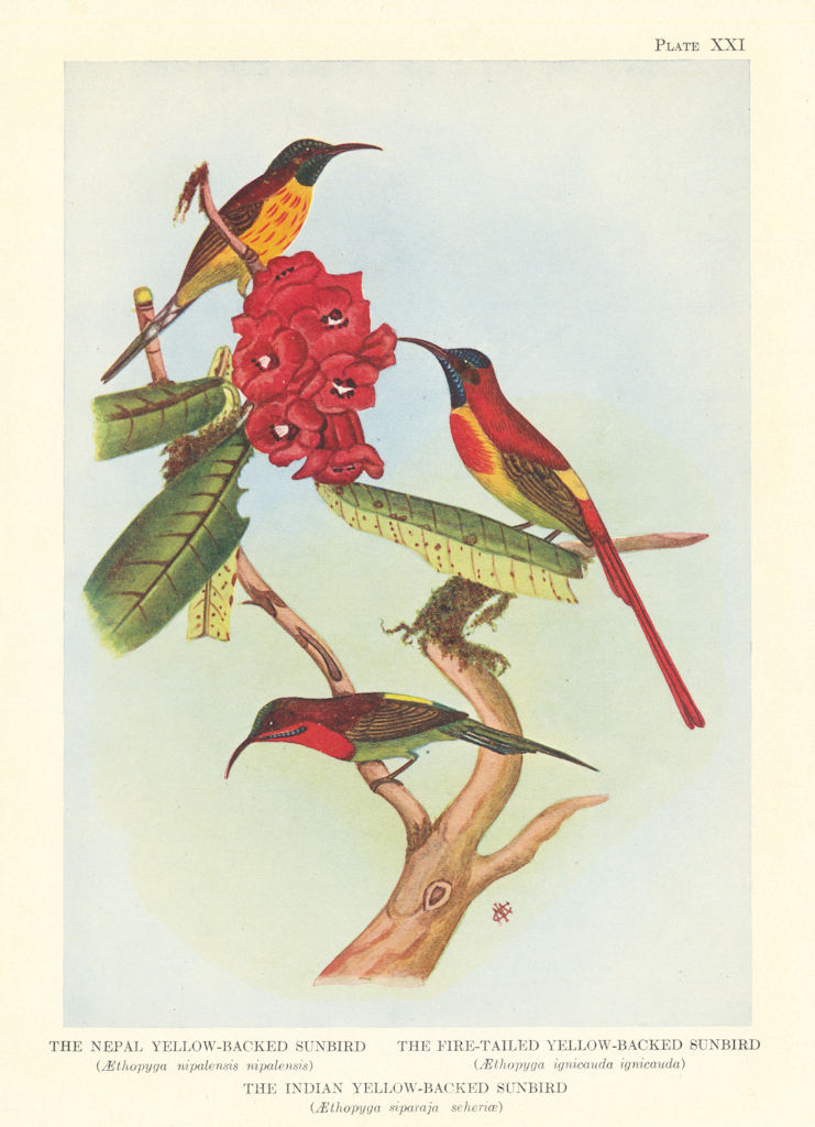Nepal, Fire-Tailed & Indian Yellow-Backed Sunbirds (Aethopyga) 1936 old print