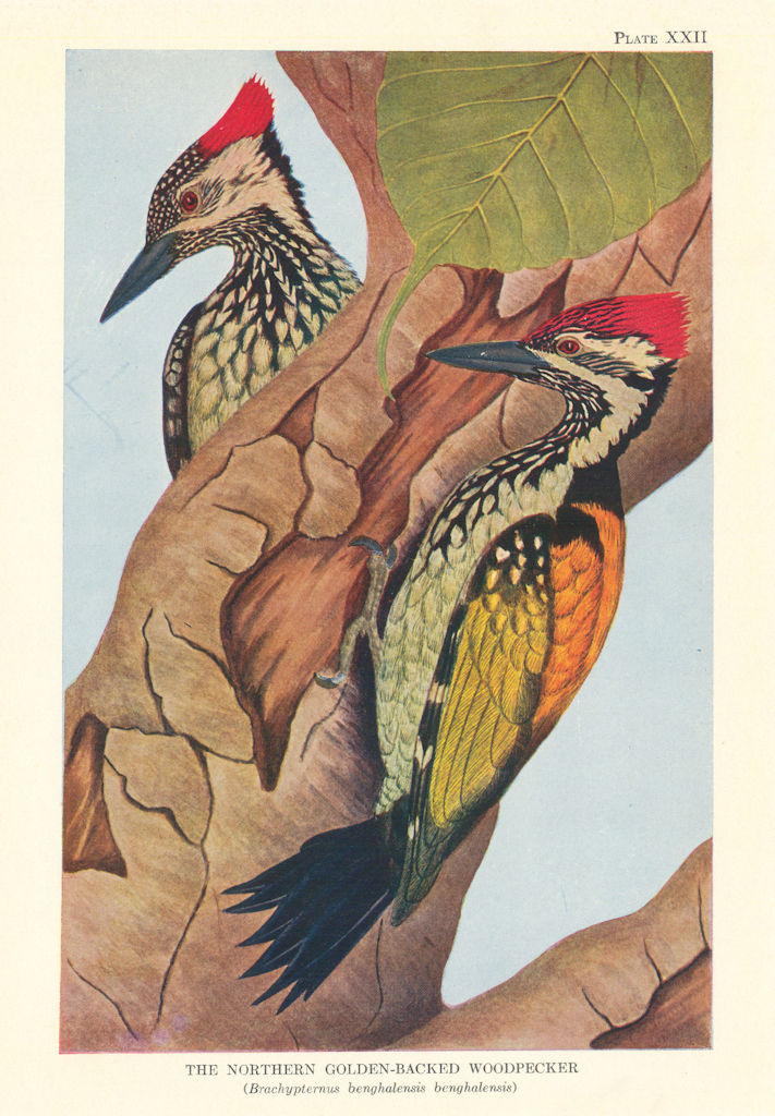 Northern Golden-Backed Woodpecker (Brachypternus benghalensis benghalensis) 1936