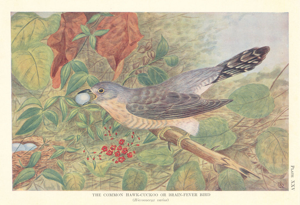 Common Hawk-Cuckoo or Brain-Fever Bird (Hierococcyx varius). Indian Birds 1936