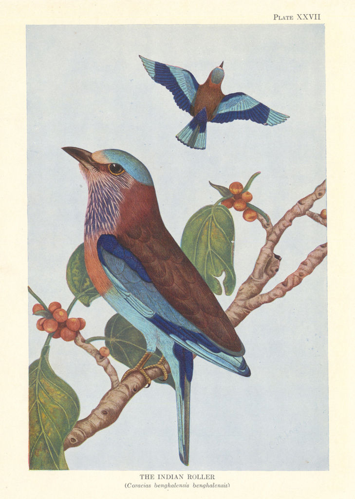 Indian Roller (Coracias benghalensis benghalensis). Indian Birds 1936 print
