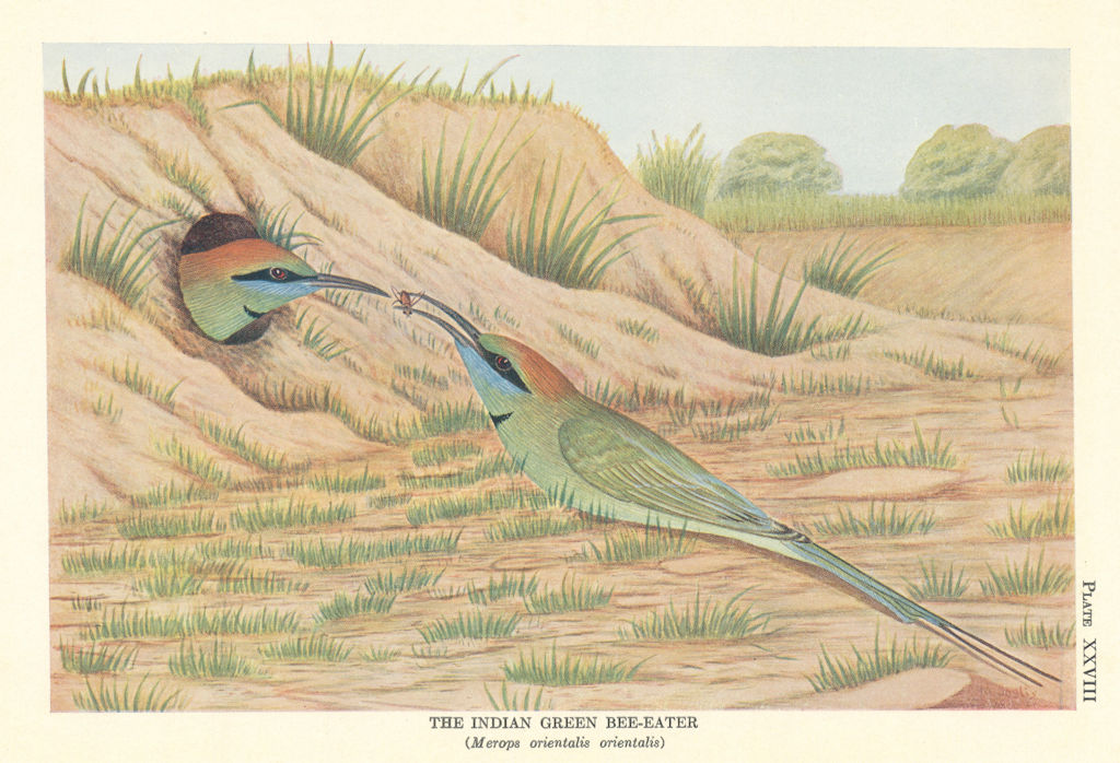 Indian Green Bee-Eater (Merops orientalis orientalis). Indian Birds 1936 print