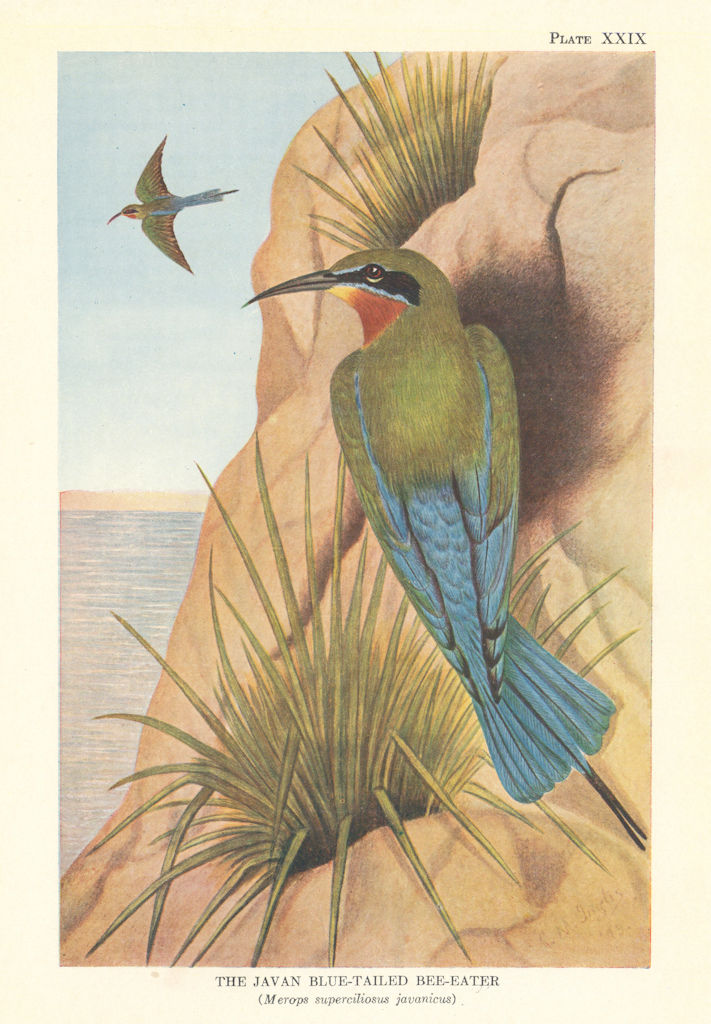 Javan blue-tailed bee-eater (Merops superciliosus javanicus). Indian Birds 1936