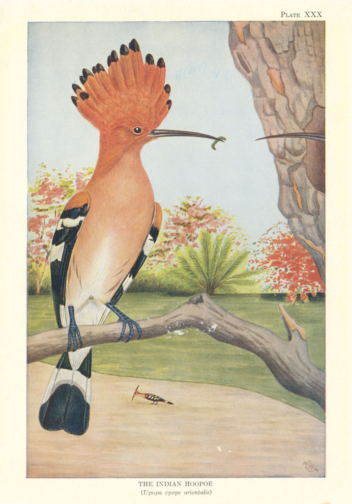 Indian Hoopoe (Upupa epops orientalis). Indian Birds 1936 old vintage print