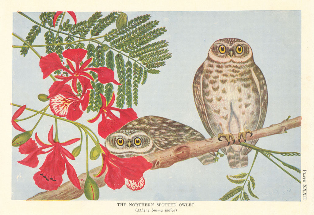 Northern Spotted Owlet (Carine brama indica). Indian Birds 1936 old print
