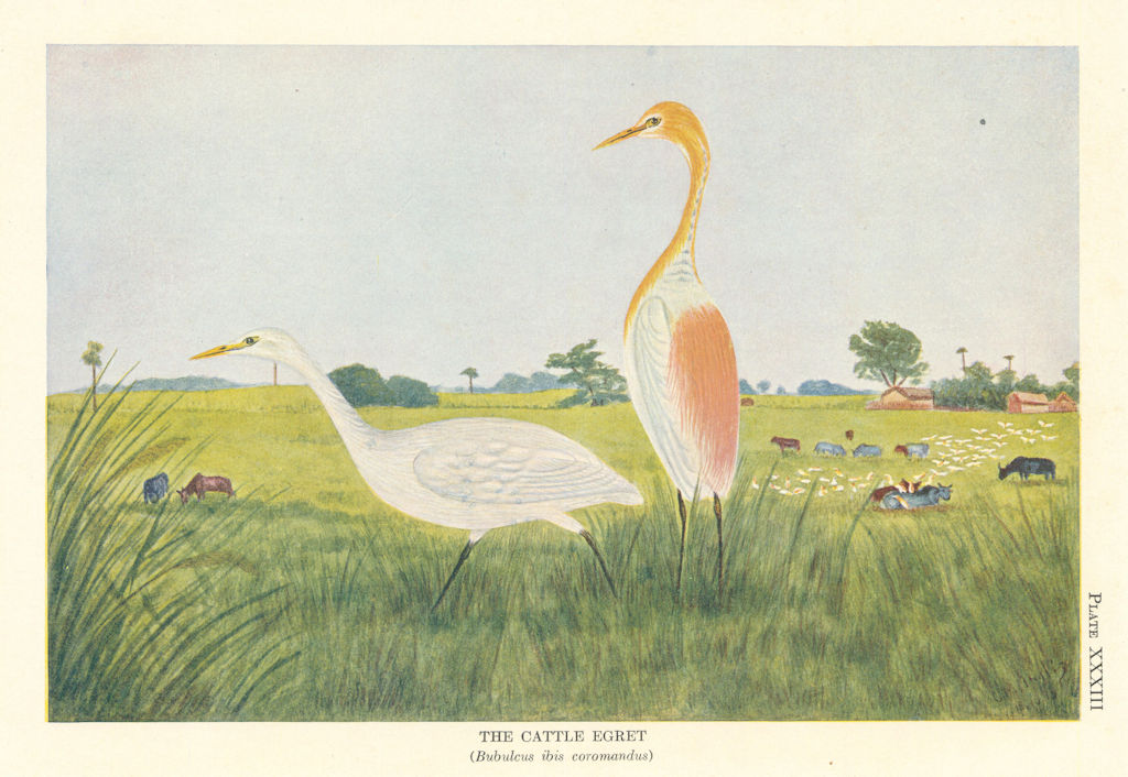 Cattle Egret (Bubulcus ibis coromandus). Indian Birds 1936 old vintage print