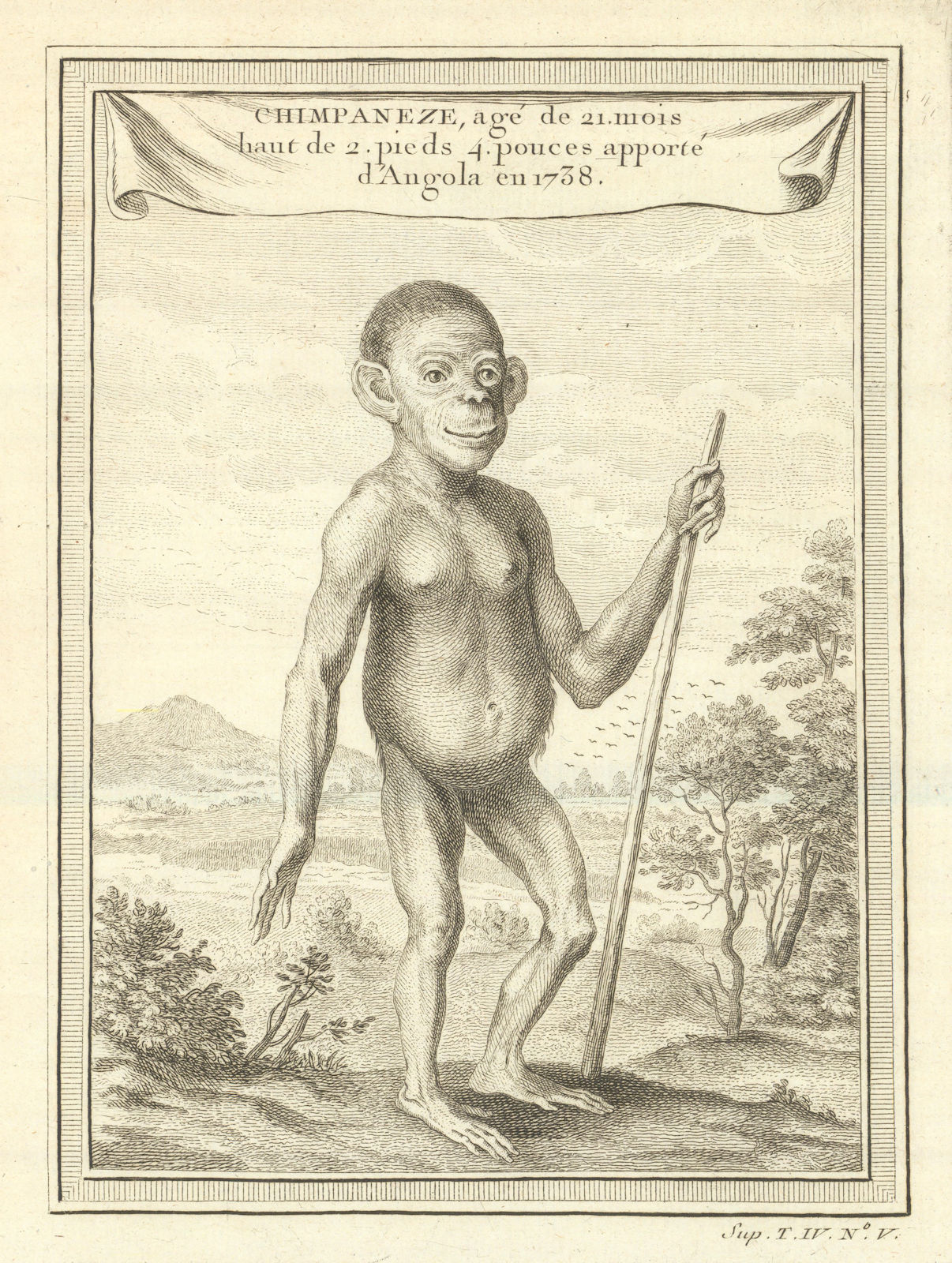 Chimpaneze, 21 months old, brought from Angola in 1738. BELLIN 1747 print