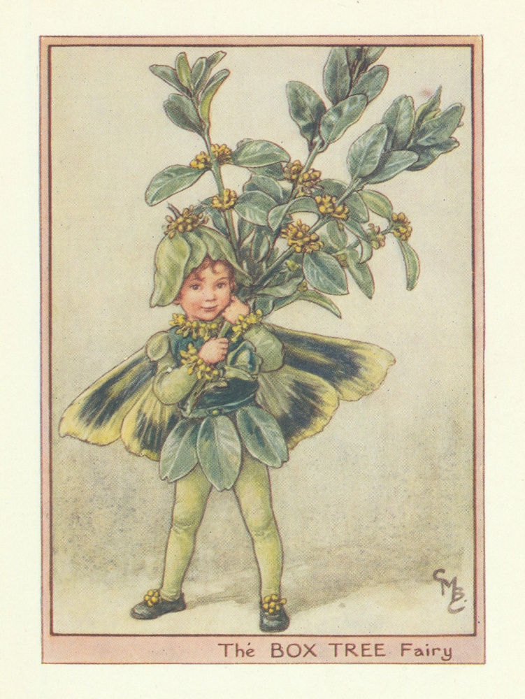 Box Tree Fairy by Cicely Mary Barker. Flower Fairies of the Trees c1940 print