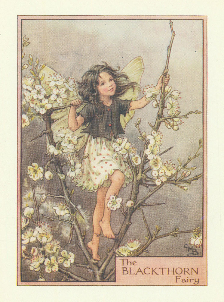 Associate Product Blackthorn Fairy by Cicely Mary Barker. Flower Fairies of the Trees c1940