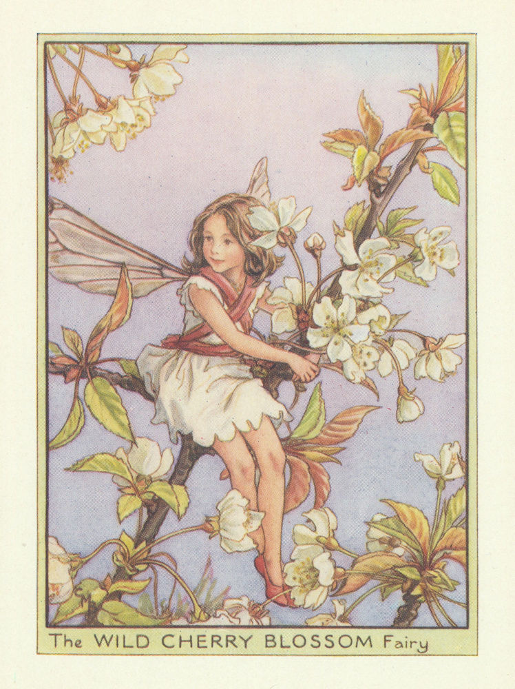 Wild Cherry Blossom Fairy by Cicely Mary Barker. Tree Flower Fairies c1940