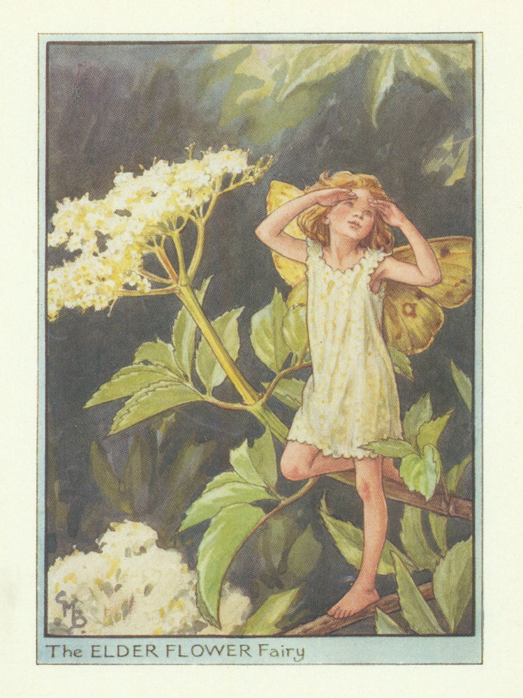 Elderflower Fairy by Cicely Mary Barker. Flower Fairies of the Trees c1940
