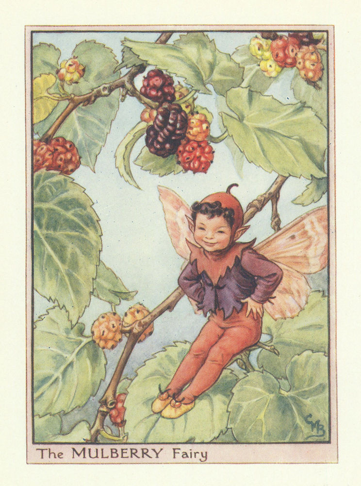 Mulberry Fairy by Cicely Mary Barker. Flower Fairies of the Trees c1940 print