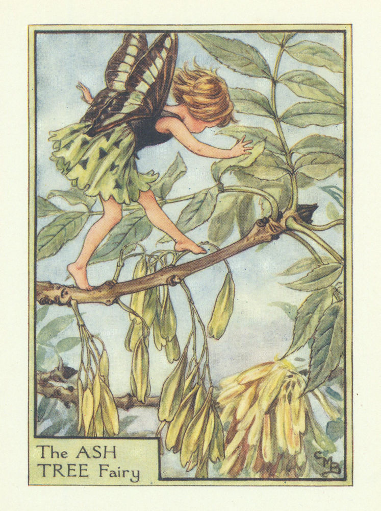 Ash Tree Fairy by Cicely Mary Barker. Flower Fairies of the Trees c1940 print