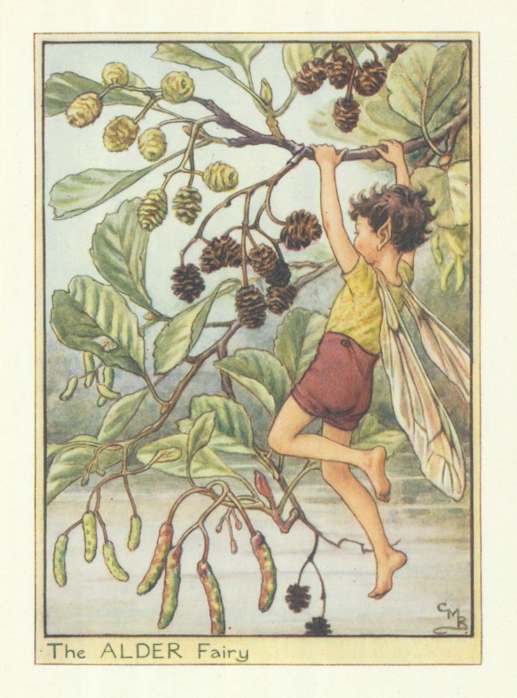 Alder Fairy by Cicely Mary Barker. Flower Fairies of the Trees c1940 old print