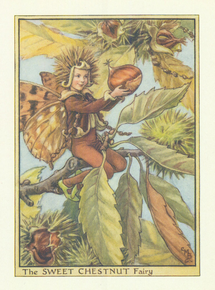 Sweet Chestnut Fairy by Cicely Mary Barker. Flower Fairies of the Trees c1940