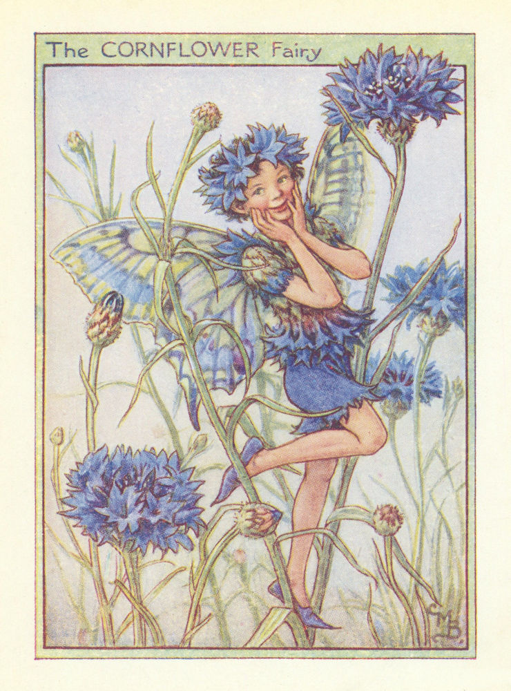 Cornflower Fairy by Cicely Mary Barker. Flower Fairies of the Garden c1940