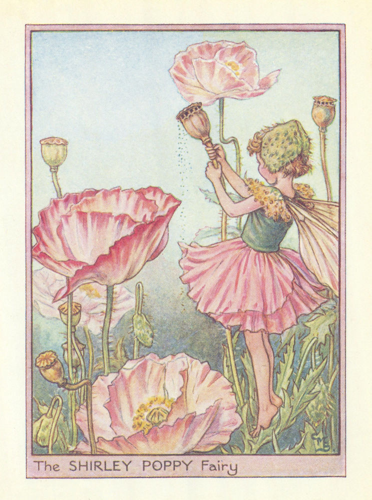 Shirley Poppy Fairy by Cicely Mary Barker. Flower Fairies of the Garden c1940