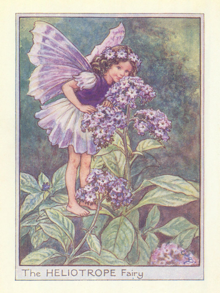 Associate Product Heliotrope Fairy by Cicely Mary Barker. Flower Fairies of the Garden c1940