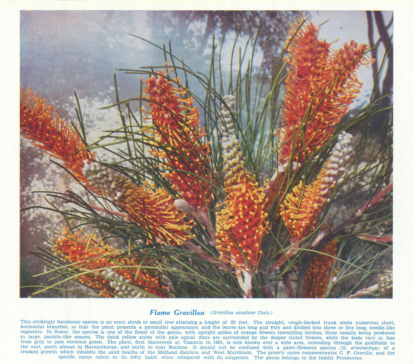 Flame Grevillea (Grevillea excelsior Diels). West Australian Wild Flowers 1950