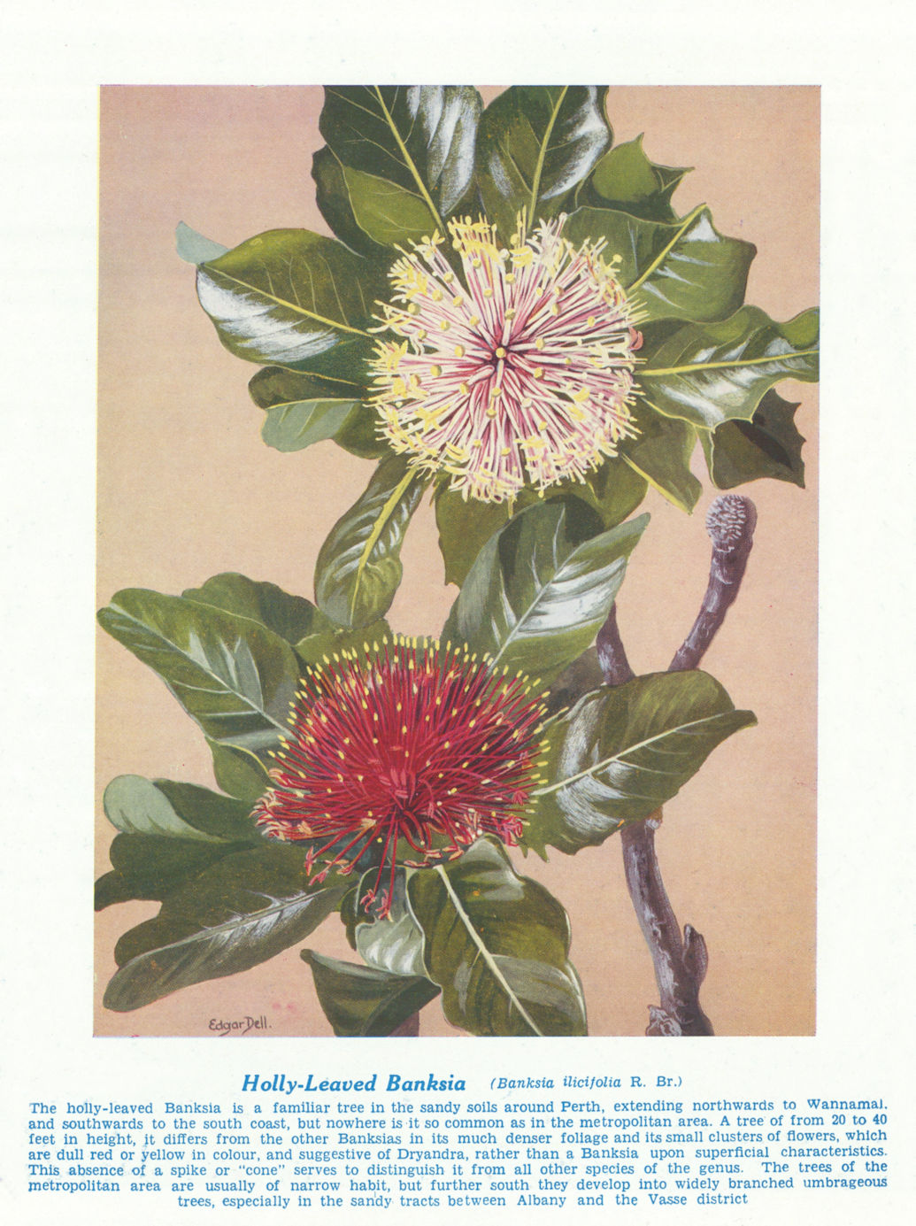 Associate Product Holly-Leaved Banksia (Banksia ilicifolia). West Australian Wild Flowers 1950