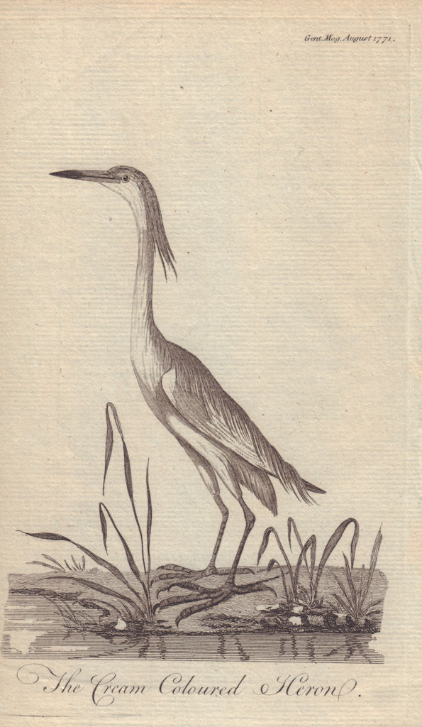 The Cream Coloured Heron from the Gentleman's Magazine 1771 old antique print