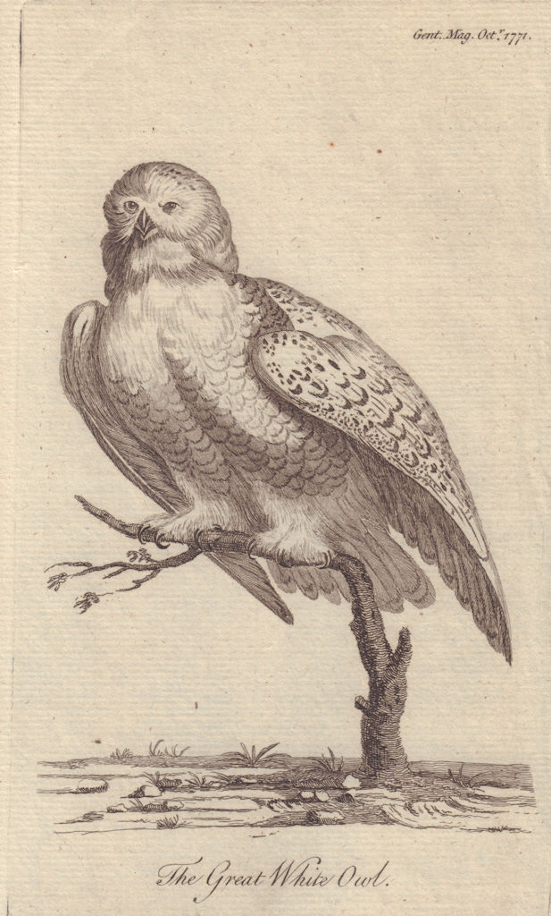 The Great White Owl, from the Gentleman's Magazine 1771 old antique print