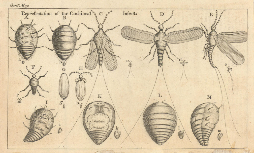 Cochineal Insects in different States. Coccus Cacti. Gentleman's Magazine 1763