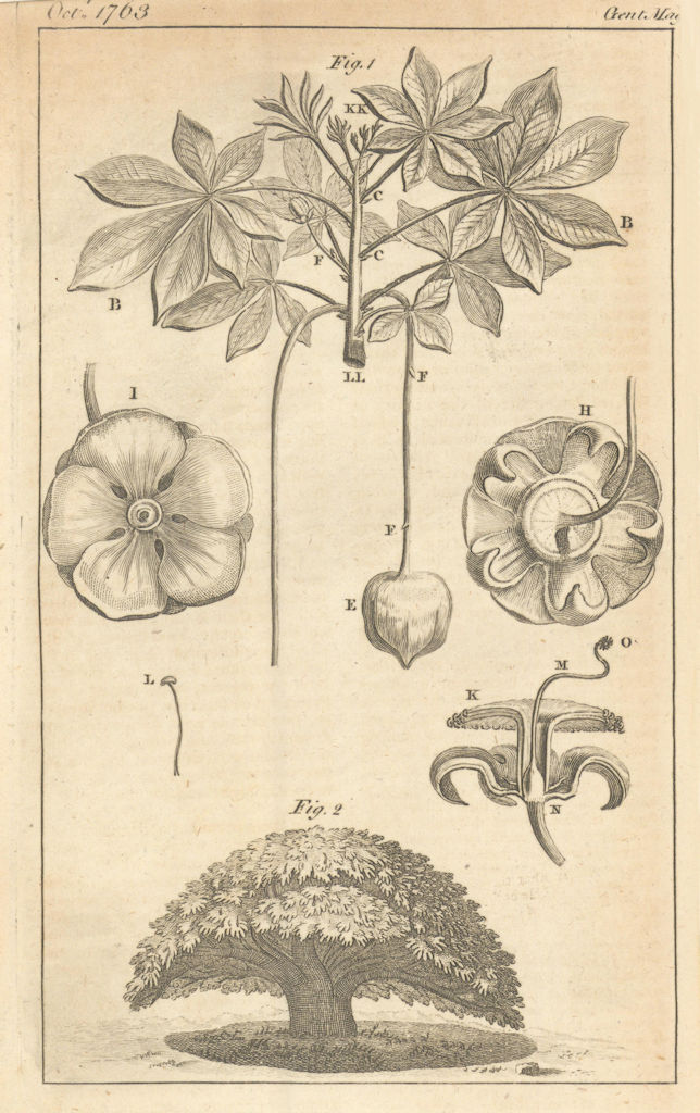 Enormous Baobab tree, or Calibash Adansonia Digitata. Senegal 1763 old print