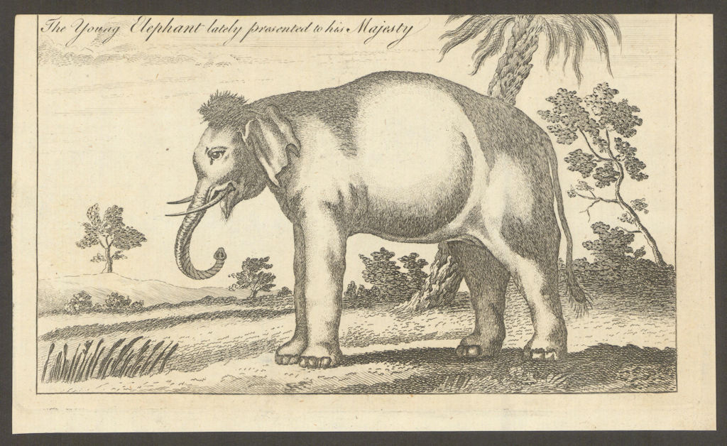The Young Elephant lately presented to His Majesty King George III 1763 print