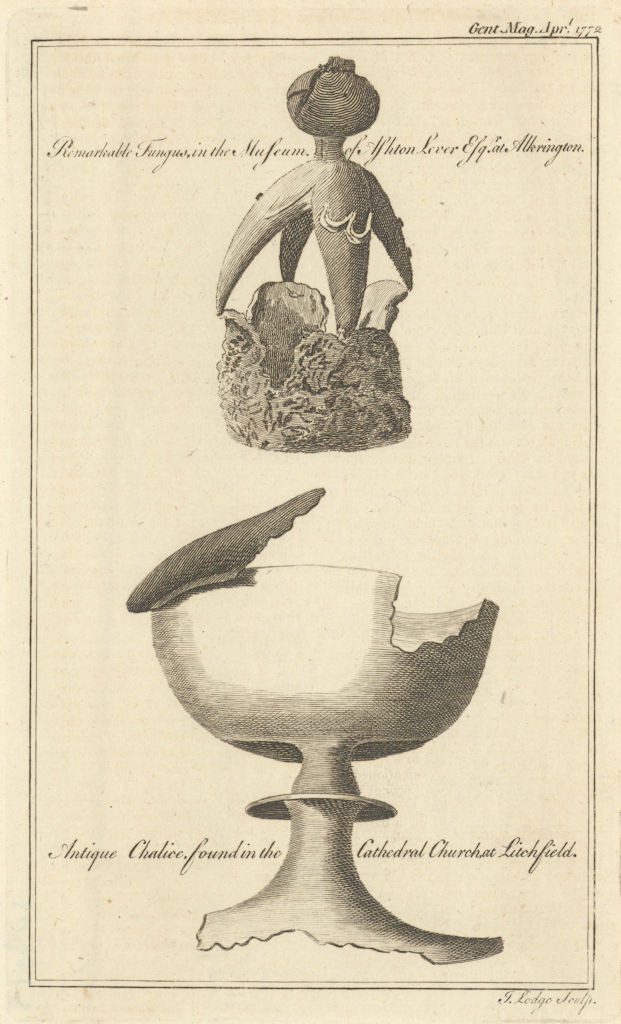 Leverian Collection fungus. Lycoperdon. Chalice, Lichfield Cathedral 1772